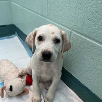 Sincere -  Hound and Mixed Breed Dog for Adoption in Richmond, Virginia - Sincere | PetCurious
