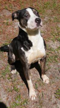 Pit Bull Terrier Dogs Available for Adoption in Springfield, Georgia - Meg | PetCurious