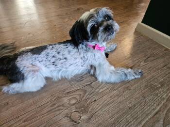 Rescue Shih Tzu Dogs for Adoption in Tustin, California - Willow - Shitzu MIX  Needs Forever Home | PetCurious