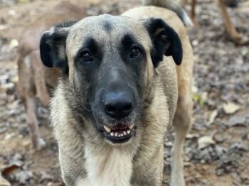 Rescue Anatolian Shepherd Dogs for Adoption in Greenville, South Carolina - Theo - PLEASE READ ALL INFORMATION | PetCurious