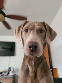 Labrador Retriever Dogs Available for Adoption in Muskego, Wisconsin - Loki The Silver Labrador Retriever | PetCurious