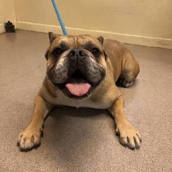 English Bulldog Dogs Available for Adoption in Pasadena, California - Zeus | PetCurious