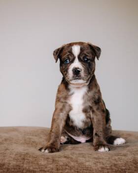 Pug and Terrier Dogs Available for Adoption in Simsbury, Connecticut - Bud | PetCurious