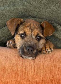 Mixed Breed Dogs Available for Adoption - Oreo | PetCurious