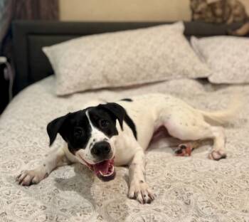 Rescue German Shorthaired Pointer and Mixed Breed Dogs for Adoption in Fayetteville, Arkansas - Elaine | PetCurious