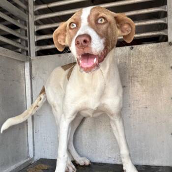 Shepherd Dogs Available for Adoption - Mina | PetCurious