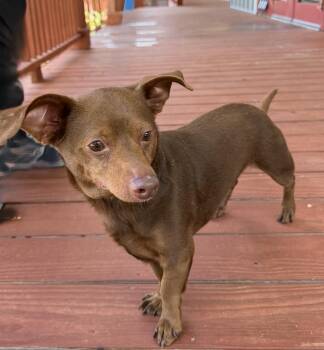 Fiona -  Terrier Dog for Adoption in Slidell, Louisiana - Fiona | PetCurious