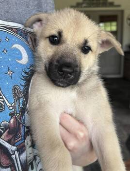 *Sasha -  German Shepherd Dog Dog for Adoption in Fort Worth, Texas - *Sasha | PetCurious