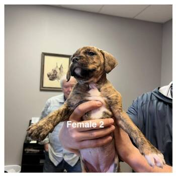 Mixed Breed Dogs Available for Adoption - Diamonds | PetCurious