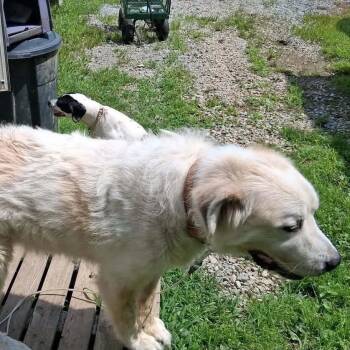 Bunny -  Great Pyrenees Dog for Adoption in Brooksville, Kentucky - Bunny | PetCurious