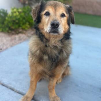 Rescue Shepherd and Chow Chow Dogs for Adoption in Las Vegas, Nevada - Koda | PetCurious