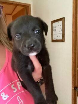 Chihuahua and Mixed Breed Dogs Available for Adoption in Hillsboro, Ohio - Sketch | PetCurious