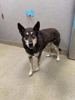 Husky and Mixed Breed Dogs Available for Adoption in Las Vegas, Nevada - TUCH | PetCurious