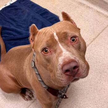 Lolo -  Mixed Breed and Pit Bull Terrier Dog for Adoption in Murray, Utah - Lolo | PetCurious