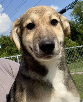 Palladin -  Shepherd Dog for Adoption in Glasgow, Kentucky - Palladin | PetCurious