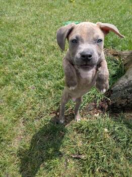 Mixed Breed Dogs Available for Adoption in Kenosha, Wisconsin - Aaden | PetCurious