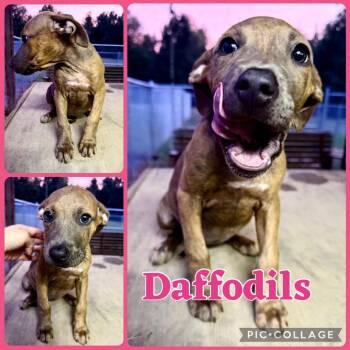 Daffodils -  Pit Bull Terrier and Mixed Breed Dog for Adoption in Opelika, Alabama - Daffodils | PetCurious