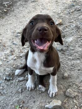 German Shorthaired Pointer and Labrador Retriever Dogs Available for Adoption in York, South Carolina - Clover | PetCurious
