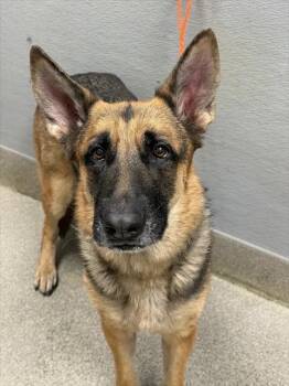 SASHA -  German Shepherd Dog Dog for Adoption in Las Vegas, Nevada - SASHA | PetCurious