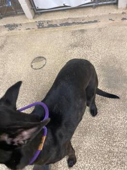 Amethyst -  Mixed Breed Dog for Adoption in Cincinnati, Ohio - Amethyst | PetCurious
