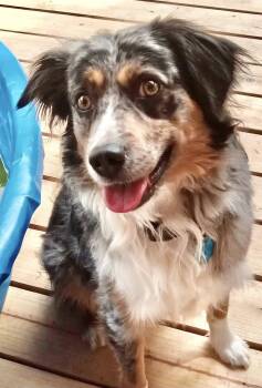 Australian Shepherd Dogs Available for Adoption in North Richland Hills, Texas - ARPH #14693 - Sterling | PetCurious