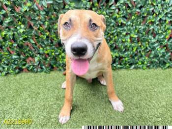 Mixed Breed Dogs Available for Adoption in West Palm Beach, Florida - TOFFEE | PetCurious