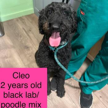 Cleo -  Standard Poodle and Black Labrador Retriever Dog for Adoption in Tampa, Florida - Cleo | PetCurious
