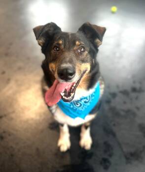 Brody -  German Shepherd Dog and Mixed Breed Dog for Adoption in New Albany, Ohio - Brody | PetCurious