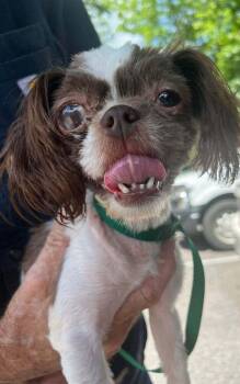 Lilly Marie (AL) -  Shih Tzu Dog for Adoption in New York, New York - Lilly Marie (AL) | PetCurious