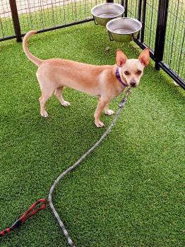 Mavis -  Chihuahua Dog for Adoption in Albuquerque, New Mexico - Mavis | PetCurious