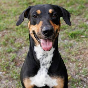 Doberman Pinscher Dogs Available for Adoption in Hobe Sound, Florida - Sura | PetCurious