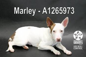 Bull Terrier and Mixed Breed Dogs Available for Adoption in Winter Haven, Florida - MARLEY | PetCurious