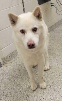Shiro -  Siberian Husky and Mixed Breed Dog for Adoption in Kansas City, Missouri - Shiro | PetCurious