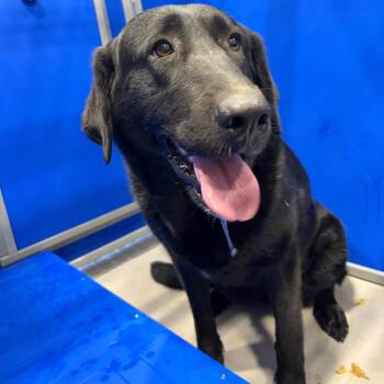 KCAC # Pending -  Black Labrador Retriever Dog Available for Adoption in Kerrville, Texas - KCAC # Pending | PetCurious