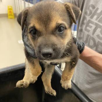 Labrador Retriever Dogs Available for Adoption in Austin, Texas - Titan | PetCurious