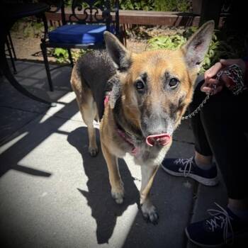 STAR -  German Shepherd Dog Dog for Adoption in Alameda, California - STAR | PetCurious
