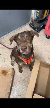 Rescue Catahoula Leopard Dog and Chocolate Labrador Retriever Dogs for Adoption in Thayne, Wyoming - Remy | PetCurious