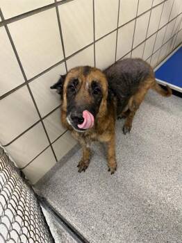 JUSTINE -  German Shepherd Dog and Mixed Breed Dog for Adoption in Pasadena, Texas - JUSTINE | PetCurious