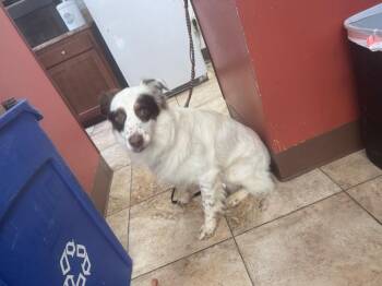 Wallace -  Mixed Breed Dog for Adoption in Cincinnati, Ohio - Wallace | PetCurious