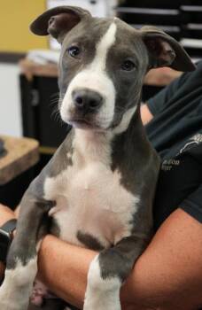 Jax -  Pit Bull Terrier and Mixed Breed Dog for Adoption in Bowling Green, Kentucky - Jax | PetCurious