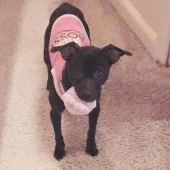 Mixed Breed Dogs Available for Adoption - Tearex | PetCurious