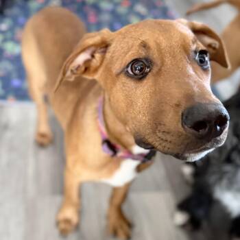 Vizsla Dogs Available for Adoption - Uncle Fester (Fessy) | PetCurious