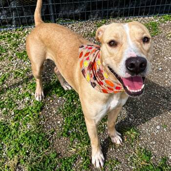 Paddington -  Yellow Labrador Retriever and Mixed Breed Dog for Adoption in Abbotsford, British Columbia - Paddington | PetCurious