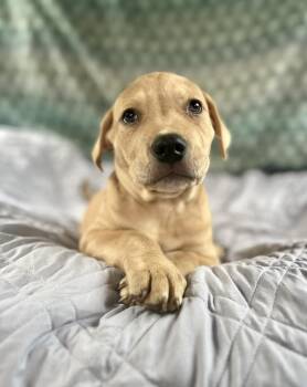 Labrador Retriever and American Staffordshire Terrier Dogs Available for Adoption in Gulfport, Mississippi - Unicorn | PetCurious