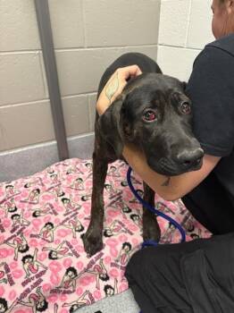 Cane Corso and German Shepherd Dog Dogs Available for Adoption in Indianapolis, Indiana - PAIGE | PetCurious