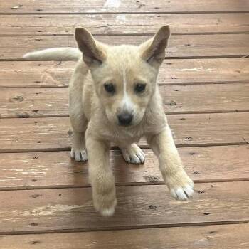 Marsh -  Labrador Retriever Dog for Adoption in Sandy Hook, Manitoba - Marsh | PetCurious