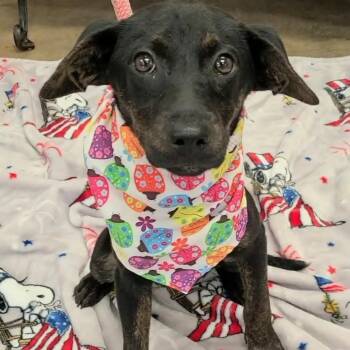 Scarlet -  Mixed Breed Dog for Adoption in Enterprise, Alabama - Scarlet | PetCurious