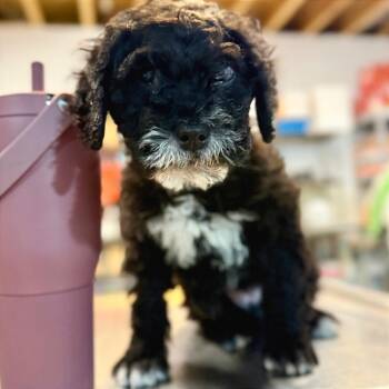 Bernese Mountain Dog and Poodle Dogs Available for Adoption - Stella | PetCurious
