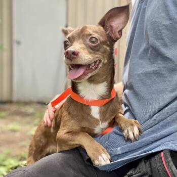 Myla -  Chihuahua and Mixed Breed Dog for Adoption in Wimberley, Texas - Myla | PetCurious