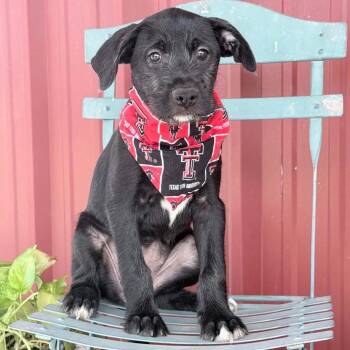 Snickers -  Black Labrador Retriever and Mixed Breed Dog for Adoption in Olathe, Kansas - Snickers | PetCurious